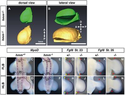 Inactivation of Sonic Hedgehog Signaling and Polydactyly in Limbs of Hereditary Multiple Malformation, a Novel Type of Talpid Mutant